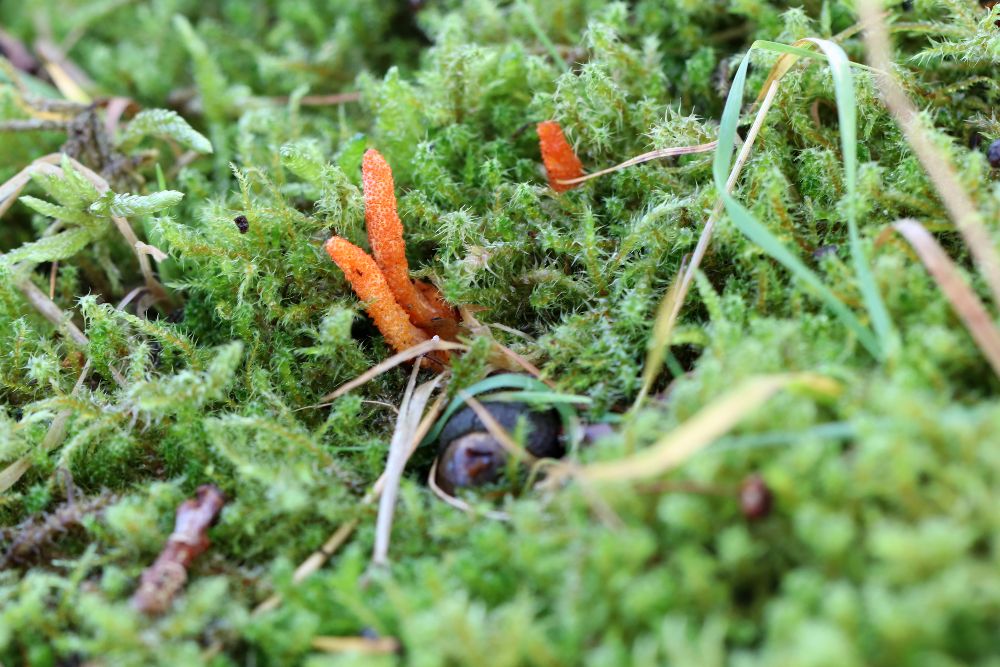 Cordyceps