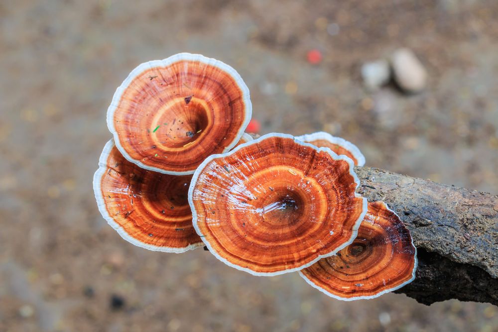 Reishi huba